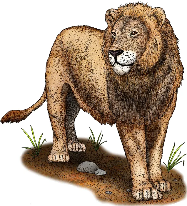 Framed Print : American Lion (Extinct), Illustration Framed Print : American Lion (Extinct), Illustration