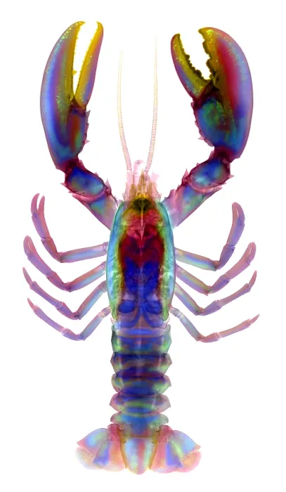 Framed Print : American Lobster