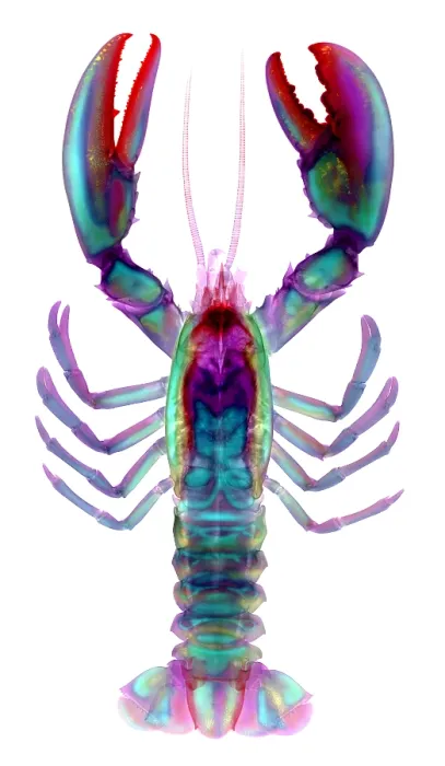 Framed Print : American Lobster Framed Print : American Lobster