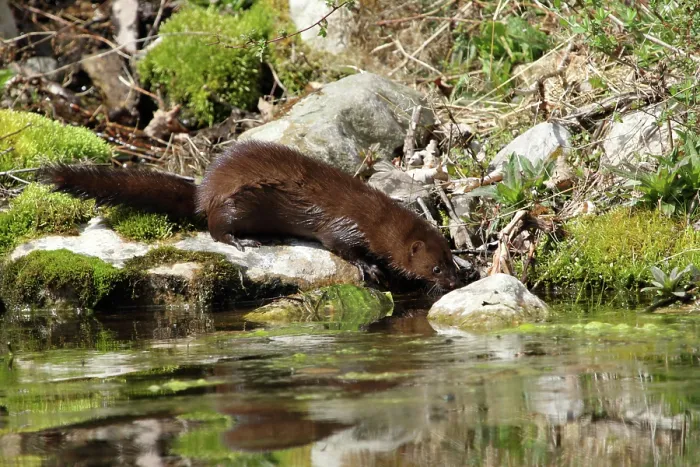 Framed Print : American Mink near pond Framed Print : American Mink near pond