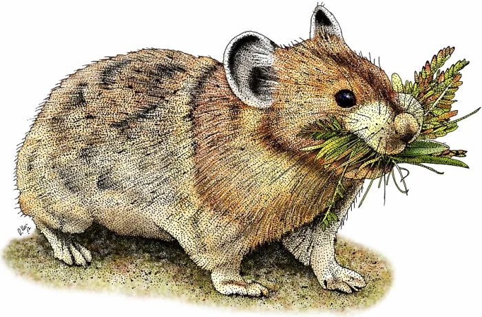 Framed Print : American pika Framed Print : American pika