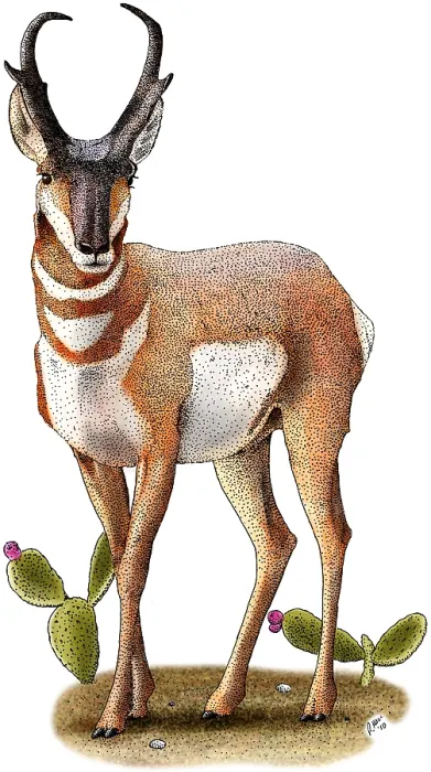 Framed Print : American Pronghorn Framed Print : American Pronghorn