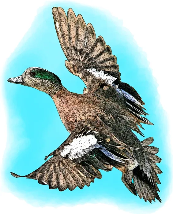Framed Print : American Wigeon, Anas americana, Illustration Framed Print : American Wigeon, Anas americana, Illustration