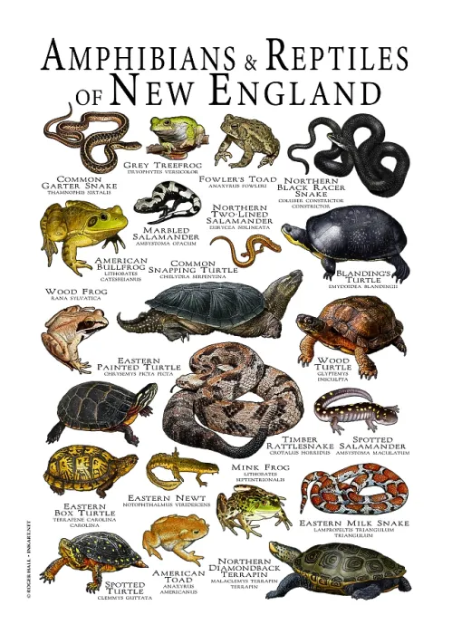 Framed Print : Amphibians & Reptiles of New England, Illustration