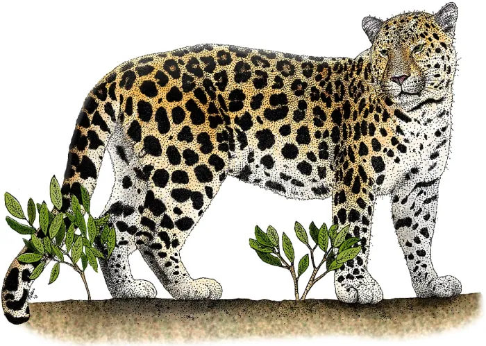 Framed Print : Amur Leopard