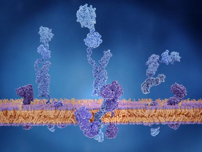 Framed Print : The amyloid precursor protein being cleaved by gamma and beta secretase and setting the beta amyloid peptide free Framed Print : The amyloid precursor protein being cleaved by gamma and beta secretase and setting the beta amyloid peptide free