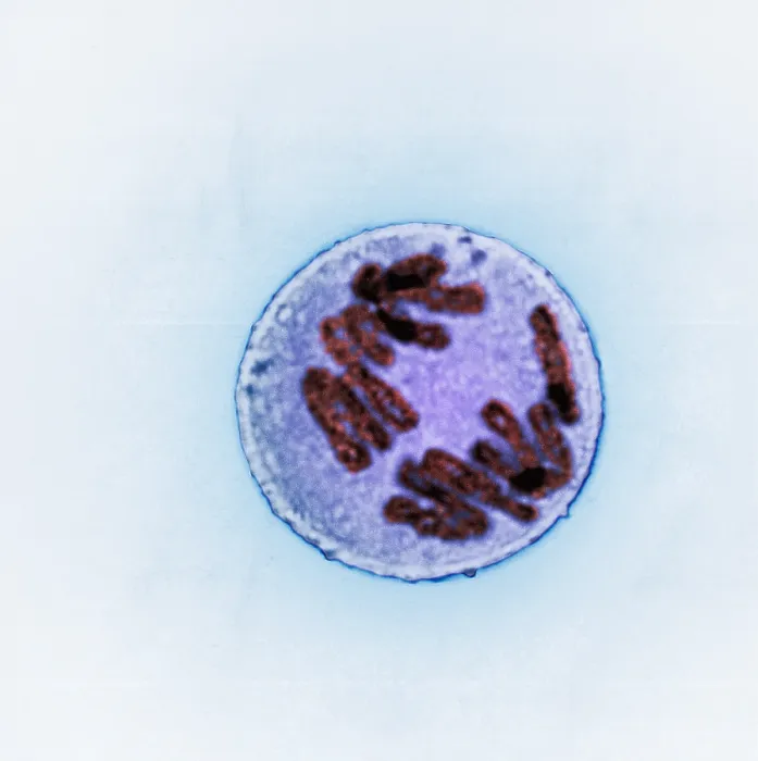Framed Print : Anaphase of Mitosis in Trillium Cell
