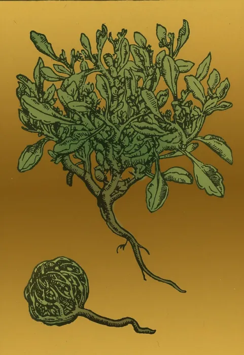 Framed Print : Anastatica Hierochuntica, Resurrection Plant Framed Print : Anastatica Hierochuntica, Resurrection Plant