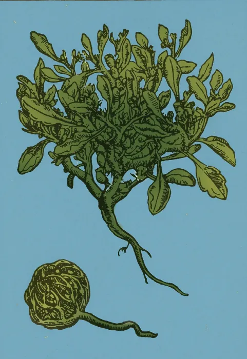 Framed Print : Anastatica Hierochuntica, Resurrection Plant Framed Print : Anastatica Hierochuntica, Resurrection Plant