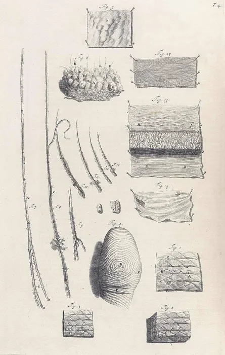 Framed Print : Anatomia humani corporis, Table 04, 1690