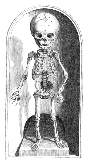 Framed Print : Anatomia humani corporis, Table 101, 1690 Framed Print : Anatomia humani corporis, Table 101, 1690