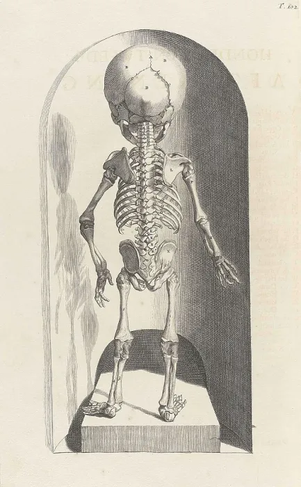 Framed Print : Anatomia humani corporis, Table 102, 1690 Framed Print : Anatomia humani corporis, Table 102, 1690