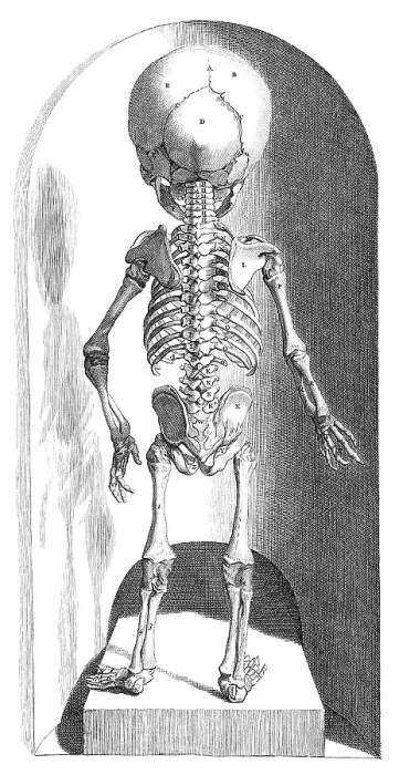 Framed Print : Anatomia humani corporis, Table 102, 1690