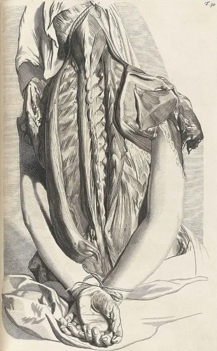 Framed Print : Anatomia humani corporis, Table 30, 1690