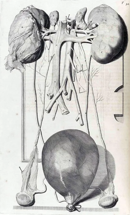 Framed Print : Anatomia humani corporis, Table 42, 1690