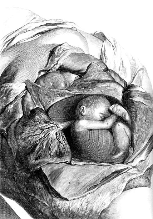 Framed Print : Anatomia humani corporis, Table 56, 1690 Framed Print : Anatomia humani corporis, Table 56, 1690