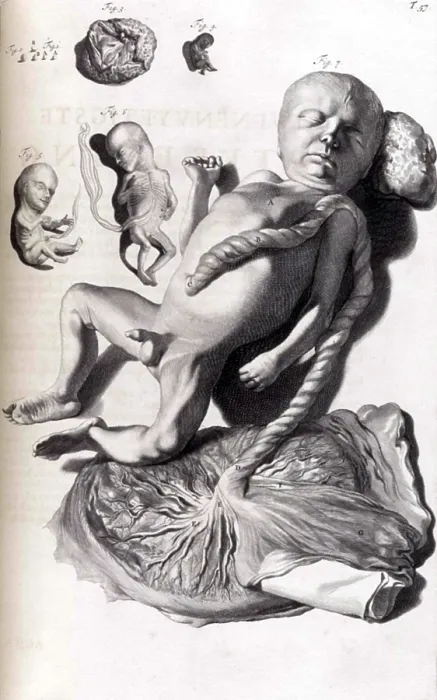 Framed Print : Anatomia humani corporis, Table 57, 1690 Framed Print : Anatomia humani corporis, Table 57, 1690