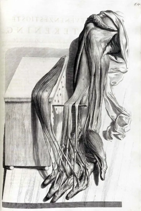 Framed Print : Anatomia humani corporis, Table 67, 1690 Framed Print : Anatomia humani corporis, Table 67, 1690