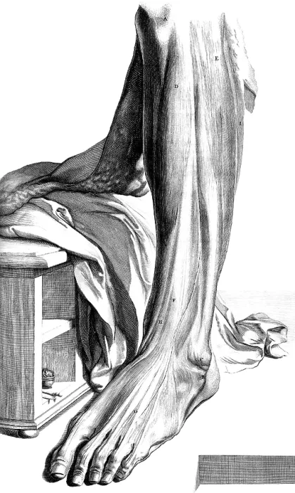 Framed Print : Anatomia humani corporis, Table 80, 1690 Framed Print : Anatomia humani corporis, Table 80, 1690