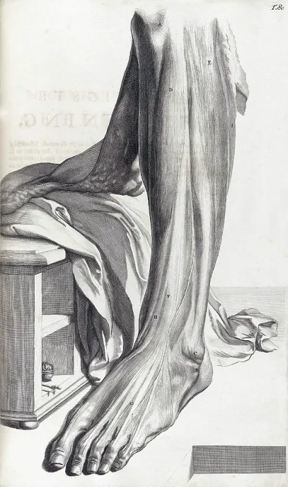 Framed Print : Anatomia humani corporis, Table 80, 1690