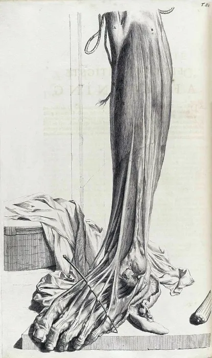 Framed Print : Anatomia humani corporis, Table 81, 1690 Framed Print : Anatomia humani corporis, Table 81, 1690