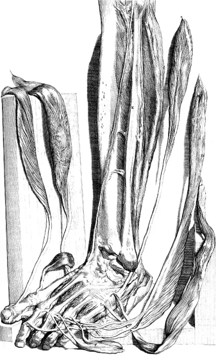 Framed Print : Anatomia humani corporis, Table 82, 1690 Framed Print : Anatomia humani corporis, Table 82, 1690