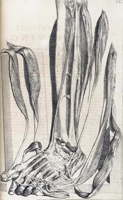 Framed Print : Anatomia humani corporis, Table 82, 1690 Framed Print : Anatomia humani corporis, Table 82, 1690