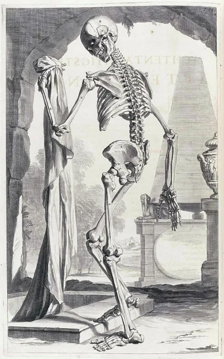 Framed Print : Anatomia humani corporis, Table 88, 1690