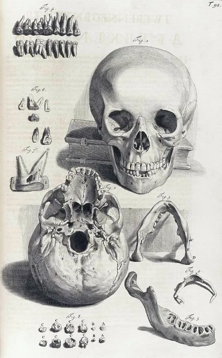 Framed Print : Anatomia humani corporis, Table 92, 1690 Framed Print : Anatomia humani corporis, Table 92, 1690