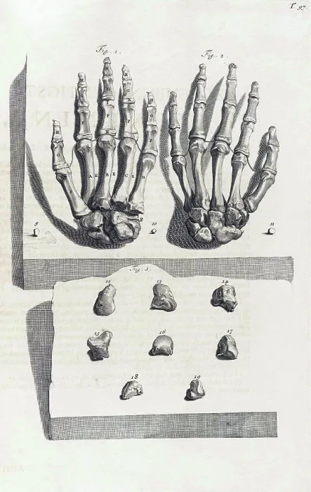 Framed Print : Anatomia humani corporis, Table 97, 1690