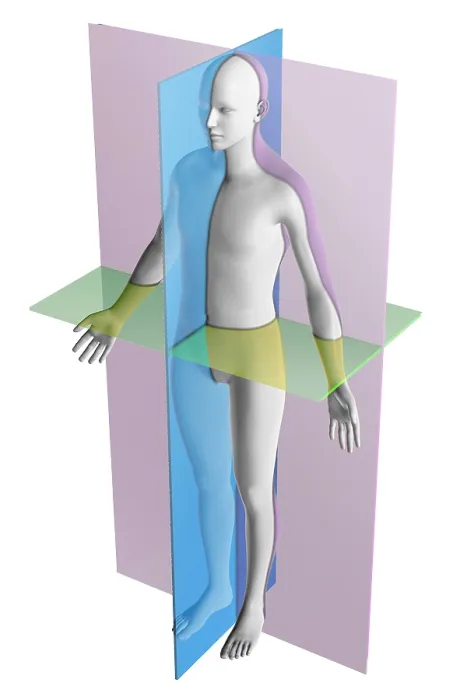 Framed Print : Anatomical Planes Framed Print : Anatomical Planes