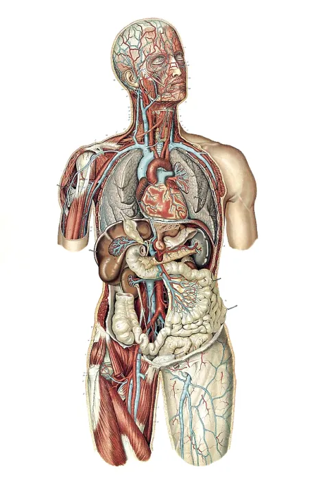 Framed Print : Anatomie du Corps Humain, Laskowski, 1894 Framed Print : Anatomie du Corps Humain, Laskowski, 1894
