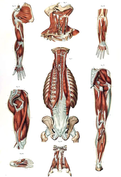 Framed Print : Anatomie du Corps Humain, Laskowski, 1894 Framed Print : Anatomie du Corps Humain, Laskowski, 1894