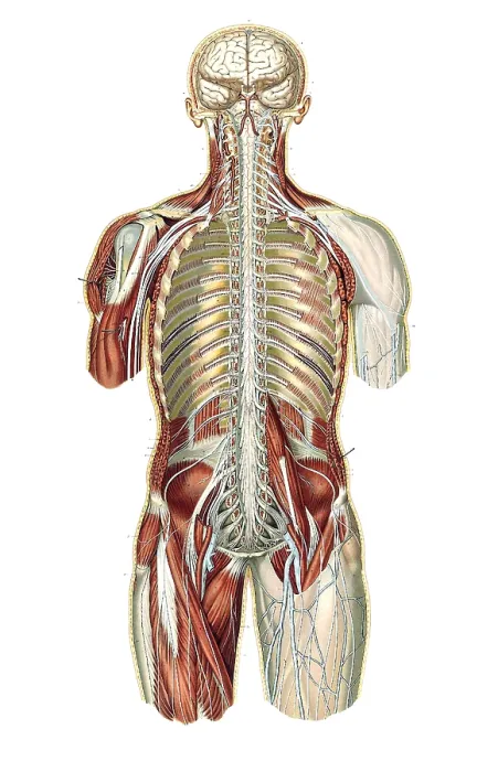 Framed Print : Anatomie du Corps Humain, Laskowski, 1894 Framed Print : Anatomie du Corps Humain, Laskowski, 1894