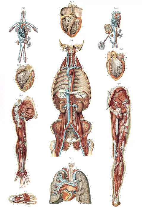 Framed Print : Anatomie du Corps Humain, Laskowski, 1894 Framed Print : Anatomie du Corps Humain, Laskowski, 1894