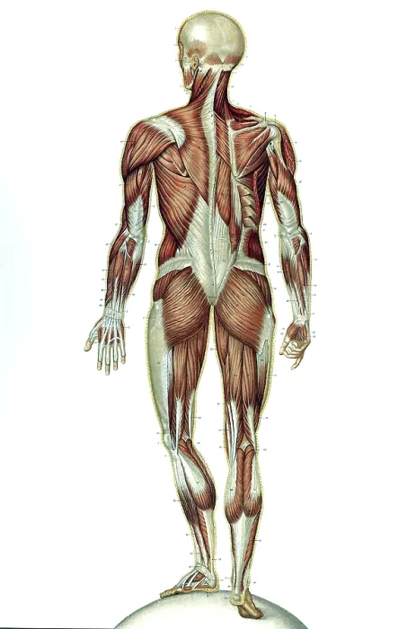 Framed Print : Anatomie du Corps Humain, Laskowski, 1894 Framed Print : Anatomie du Corps Humain, Laskowski, 1894