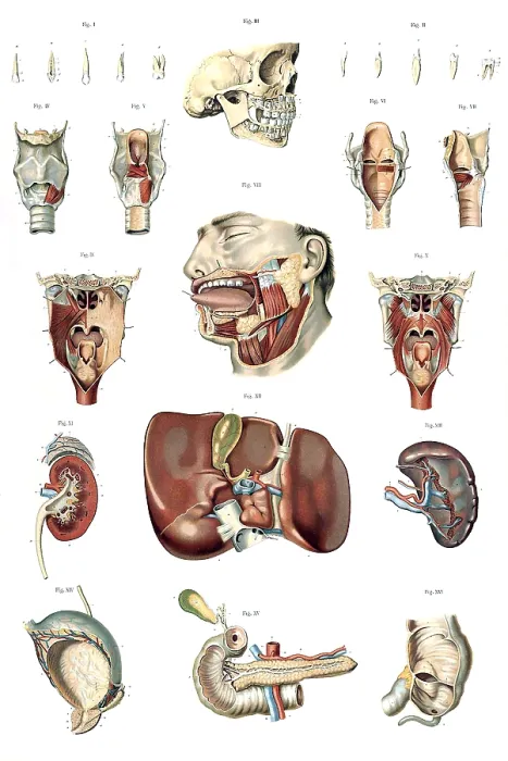 Framed Print : Anatomie du Corps Humain, Laskowski, 1894 Framed Print : Anatomie du Corps Humain, Laskowski, 1894