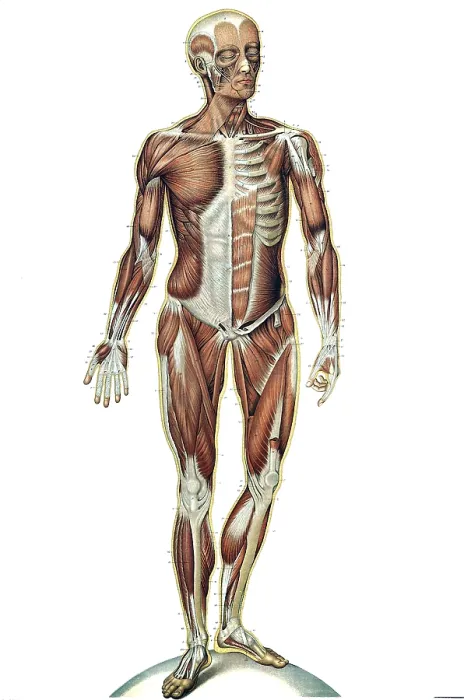 Framed Print : Anatomie du Corps Humain, Laskowski, 1894 Framed Print : Anatomie du Corps Humain, Laskowski, 1894
