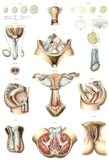 Framed Print : Anatomie du Corps Humain, Laskowski, 1894 Framed Print : Anatomie du Corps Humain, Laskowski, 1894