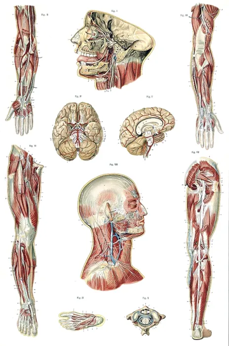 Framed Print : Anatomie du Corps Humain, Laskowski, 1894 Framed Print : Anatomie du Corps Humain, Laskowski, 1894
