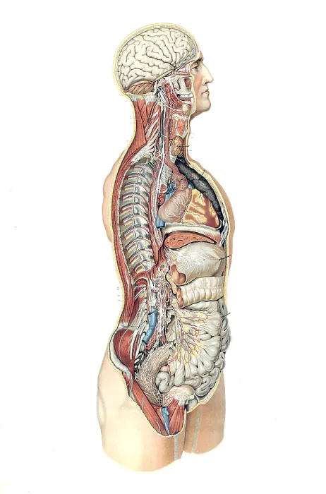 Framed Print : Anatomie du Corps Humain, Laskowski, 1894 Framed Print : Anatomie du Corps Humain, Laskowski, 1894