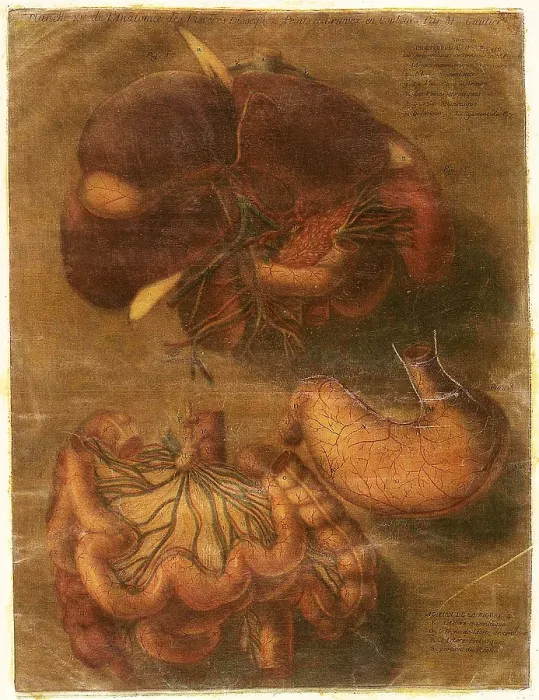 Framed Print : Anatomie Generale Des Visceres