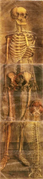 Framed Print : Anatomie Generale Des Visceres