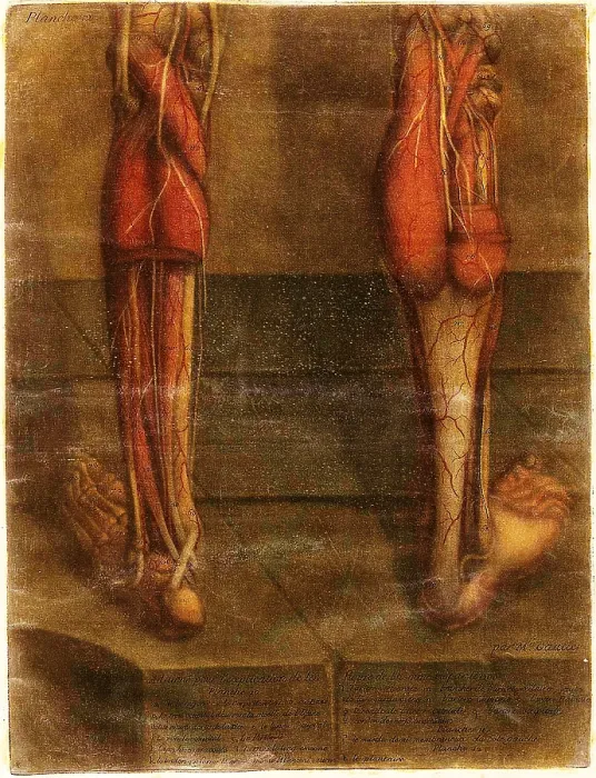 Framed Print : Anatomie Generale Des Visceres Framed Print : Anatomie Generale Des Visceres