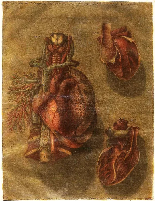 Framed Print : Anatomie Generale Des Visceres