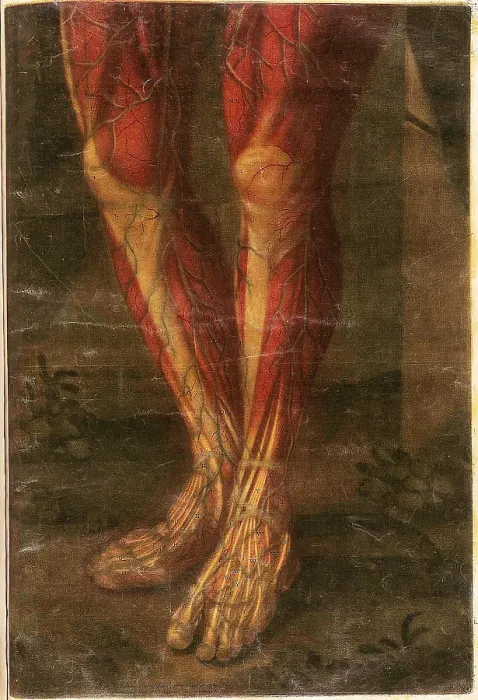 Framed Print : Anatomie Generale Des Visceres
