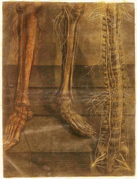 Framed Print : Anatomie Generale Des Visceres Framed Print : Anatomie Generale Des Visceres