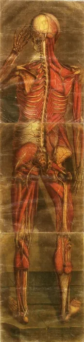 Framed Print : Anatomie Generale Des Visceres