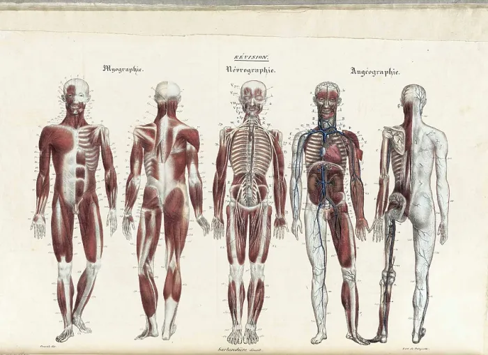 Framed Print : Anatomie Methodique Illustrations Framed Print : Anatomie Methodique Illustrations