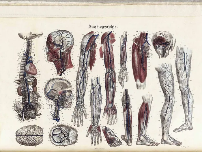 Framed Print : Anatomie Methodique Illustrations Framed Print : Anatomie Methodique Illustrations